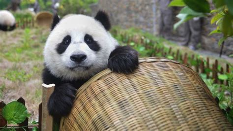 Giant pandas are no longer endangered, thanks to conservation efforts ...