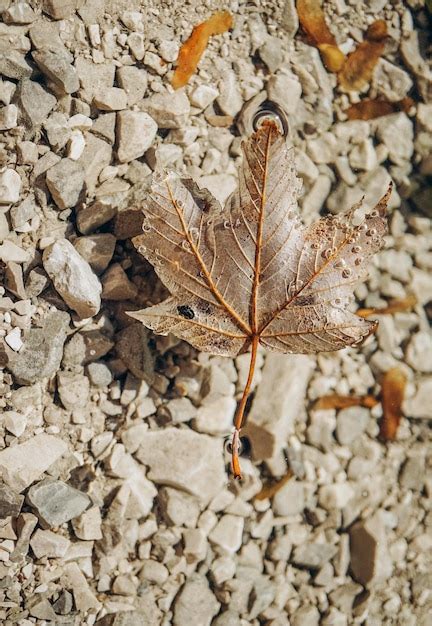 Premium Photo | Closeup autumn leaf