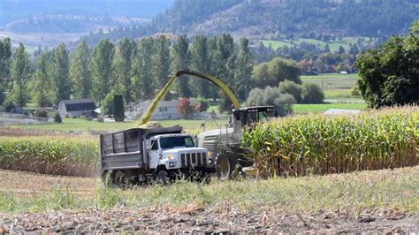 Beautiful Weather Corn Harvest, Coldstream Ranch, Coldstream BC - YouTube