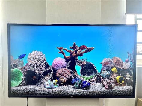 Dive into Roku’s Aquatic Life: Discover Fish Tank Species & Intriguing ...