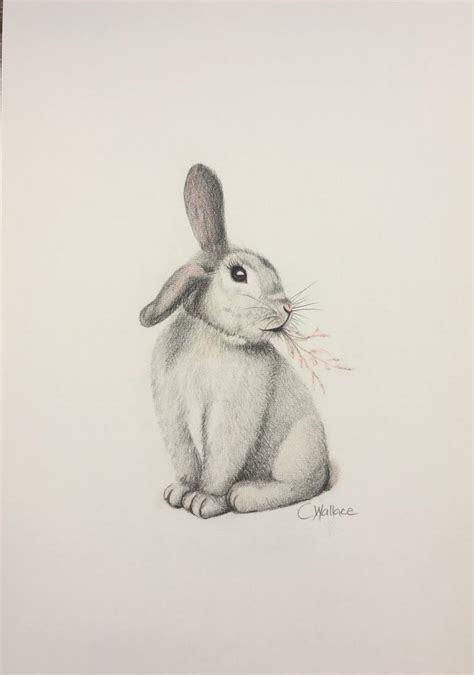 Cute Bunny Drawing by Catherine Wallace | Saatchi Art