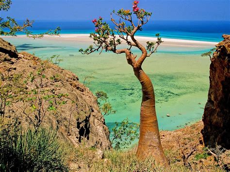 [PENDEDAHAN TERGEMPAR] Benarkah Pulau Socotra, Yemen Pulau Di Mana ...