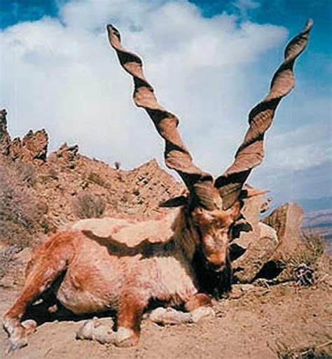 The Markhor Goat...antlers like cork screws | Partial Photography ...