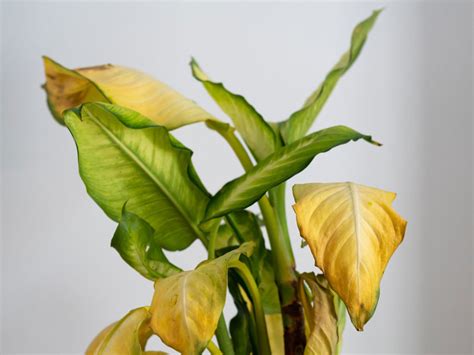 Reasons for Yellow Leaves on Houseplants - Homestyling Guru