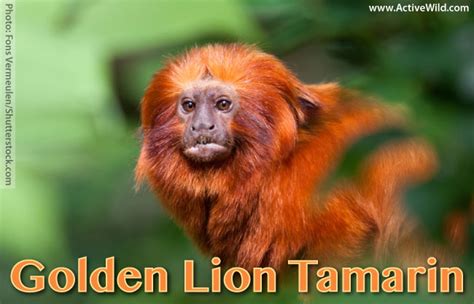 Golden Lion Tamarin Facts, Pictures, Information & Video