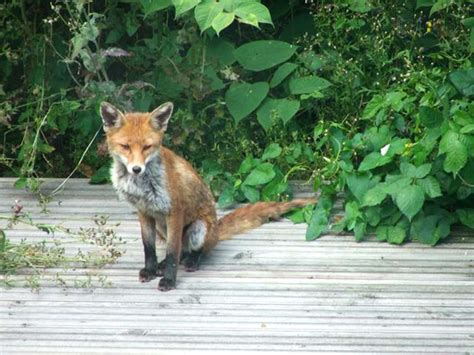 Dad gives daughter a feeding schedule for ‘random fox’ while he’s away ...