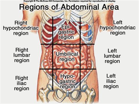 9 Quadrants of Abdomen