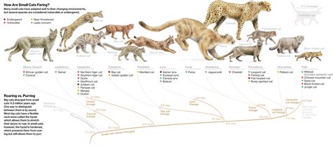 Big Cat Family Tree