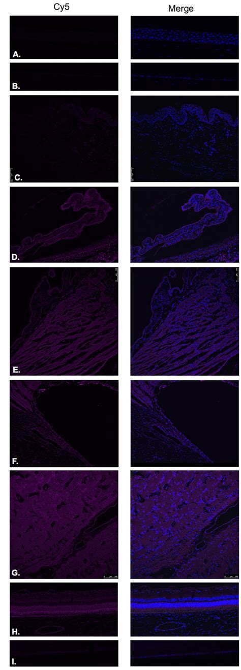 Thyrotropin Releasing Hormone Receptor (TRH-R). | Download Scientific ...