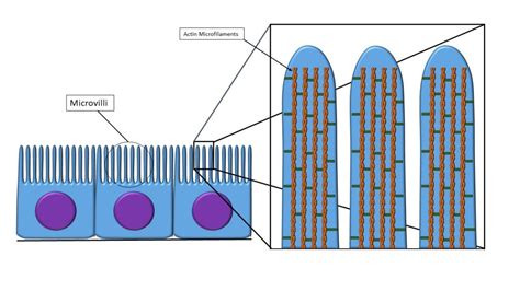 Modyfikacje nabłonka - Histologia weterynaryjna | Alai