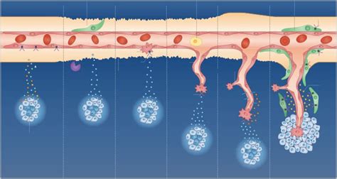 Cardiovascular Biology | Bio-Techne