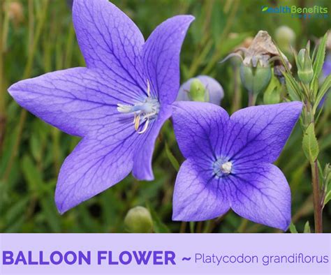 Balloon Flower facts and health benefits