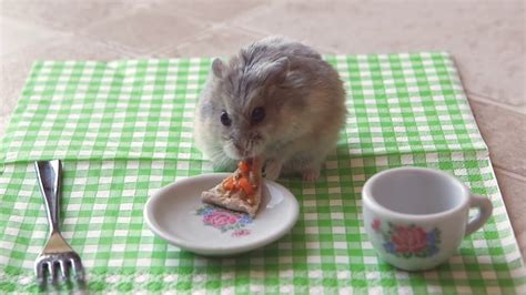 Hamsters Eating Food