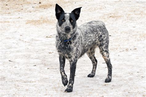 Do Blue Heelers Get Along With Small Dogs? Exploring Canine Compatibility