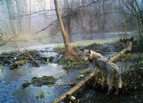 Chernobyl wildlife: The radioactive fallout zone is a wildlife refuge ...