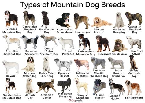 List of Best Mountain Dog Breeds with Pictures | 101DogBreeds.com