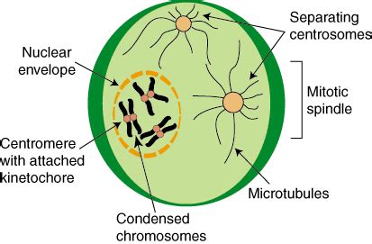 SparkNotes: Mitosis: Prophase and Prometaphase