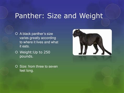 Black Panther Animal Facts - Facts About Black Panthers The Animal ...