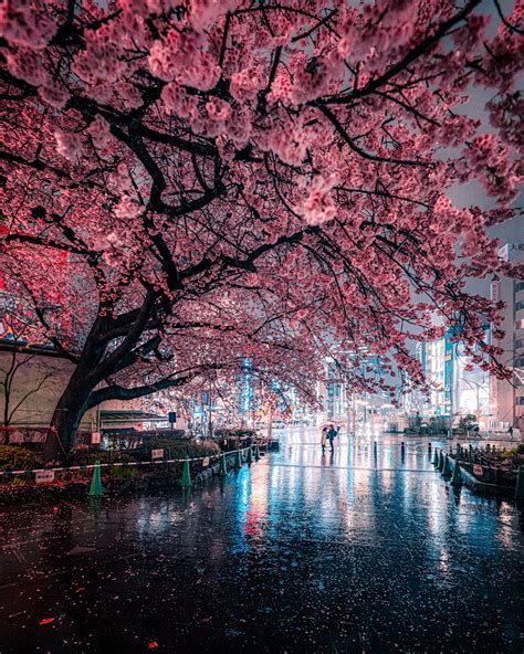 Cherry Blossom in the Night City :: Behance