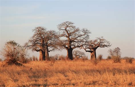 Nature's Giants News - Celebrating Africa's Giants