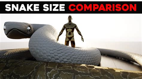 Titanoboa vs All The Snakes (Size Comparison) - YouTube