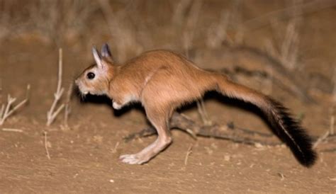 Springhare: the kangaroo-like bunny that turns out to be fluorescent