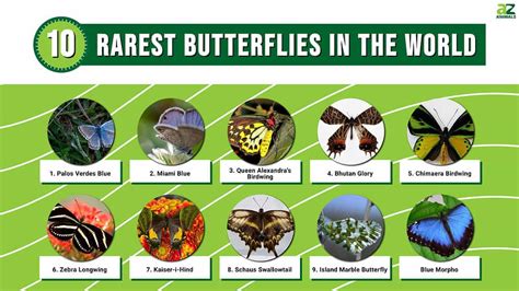 10 Rarest Butterflies In The World - A-Z Animals