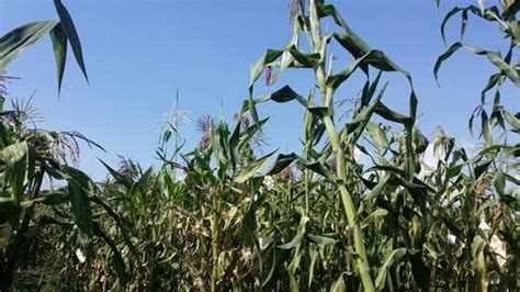 Maize Genetics May Show How Crops Adapt to Climate Change | College of ...