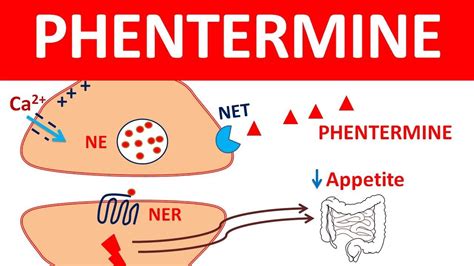 Phentermine for weight loss | What you should know - YouTube