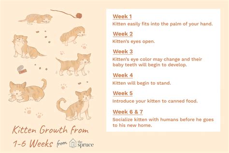 Kitten Development in the First Six Weeks of Life