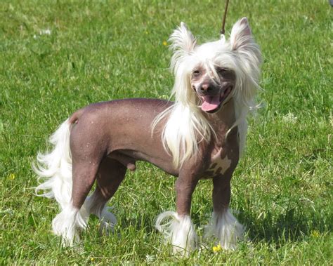 7 of the World's Weirdest-Looking Dog Breeds - PetHelpful