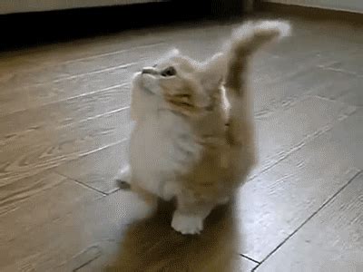 The 46 Cutest Cat GIFs Ever