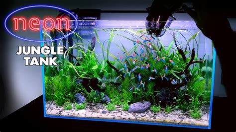 Aquascape Tutorial: NEON TETRA Jungle Aquarium (How To: Non co2 Planted ...