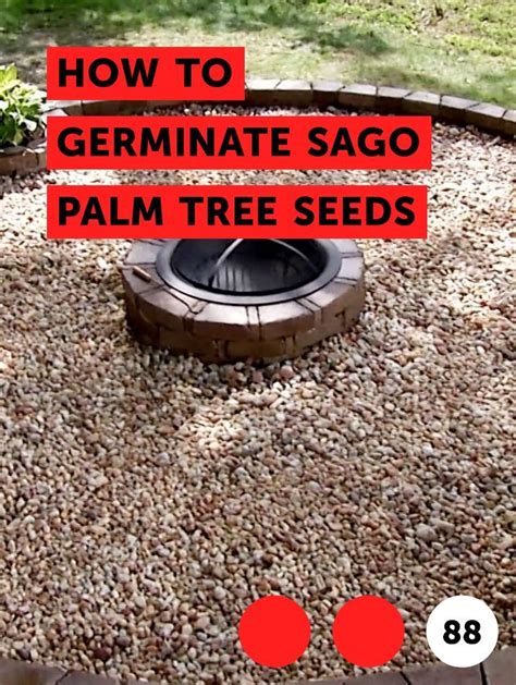 Learn How to Germinate Sago Palm Tree Seeds | How to guides, tips and ...