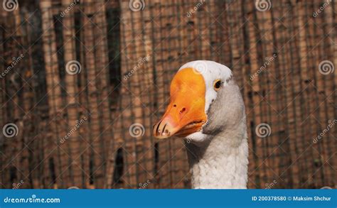 Domestic goose on farm stock photo. Image of flock, outdoors - 200378580