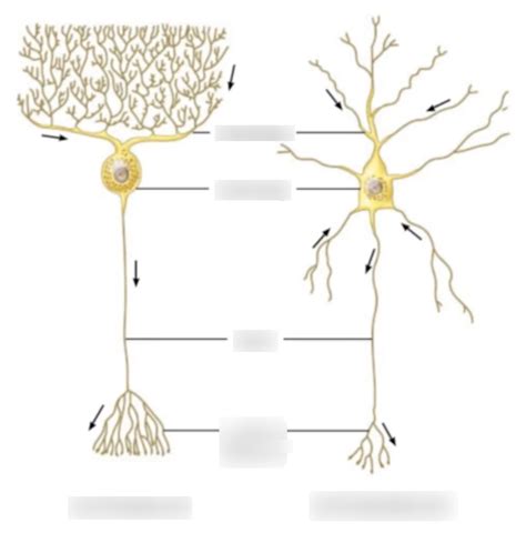 DENDRITIC BRANCHING Diagram | Quizlet