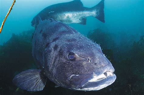 The Return of an Icon: Diving with the Giant Seabass off Catalina ...