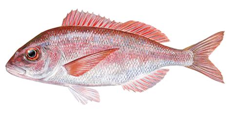 Red Porgy - Fish Sources