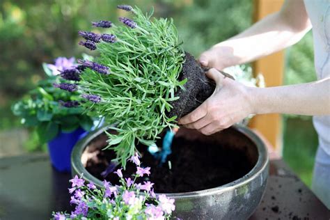 Planting and Caring for Lavender in Pots