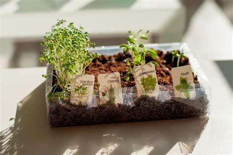 20 Indoor herb garden ideas - Airtasker Blog