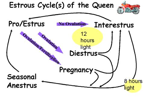 Fline Estrous Cycle