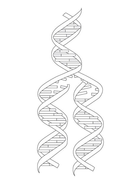 Dna Replication Coloring Coloring Pages