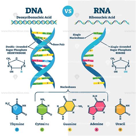 Double stranded dna molecule diagram labeled 176058