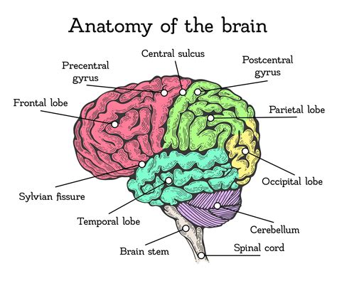 Human Brain Anatomy And Function Cerebrum Brainstem | Images and Photos ...