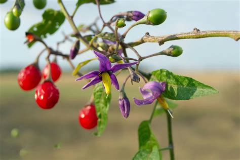 Climbing Nightshade Poisoning in Dogs - Symptoms, Causes, Diagnosis ...