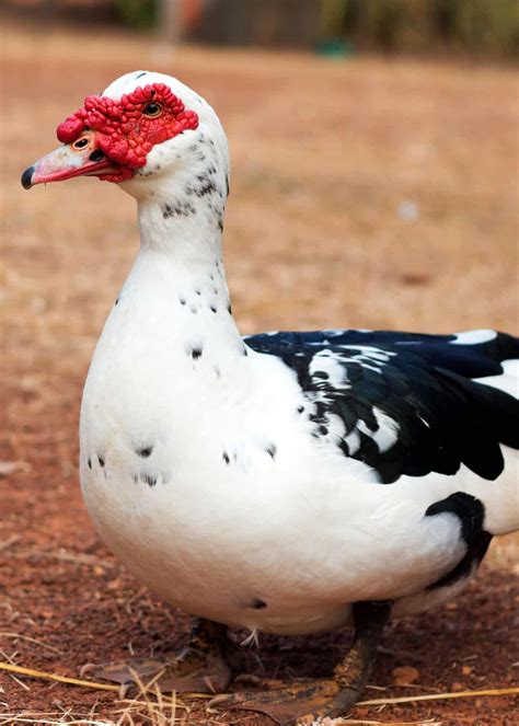 33 Muscovy Duck Facts: Red-Faced Musky Duck-Goose | Muscovy duck, Duck ...