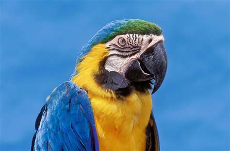 Blue and Gold Macaw Bird Species Profile