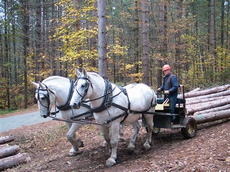 Horse Logging Workshop & Forest Management Demonstration ...