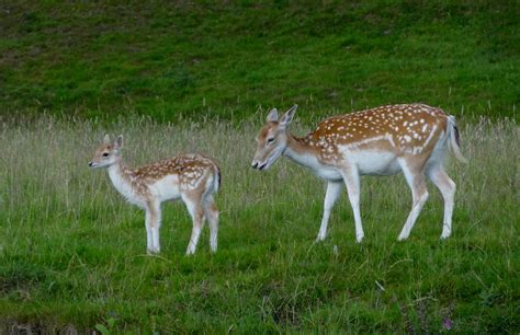 Darley Dale Wildlife: Fallow Deer doe and fawn - Chatsworth