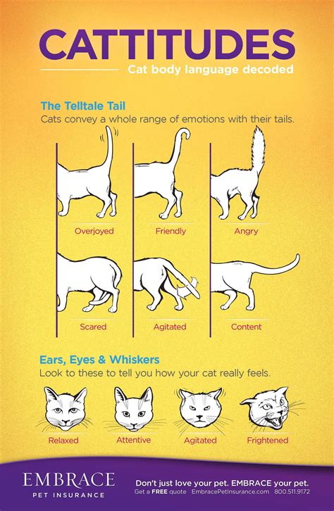 My Cat Can Talk: Reading Feline Body Language | EMBRACE | Cat behavior ...